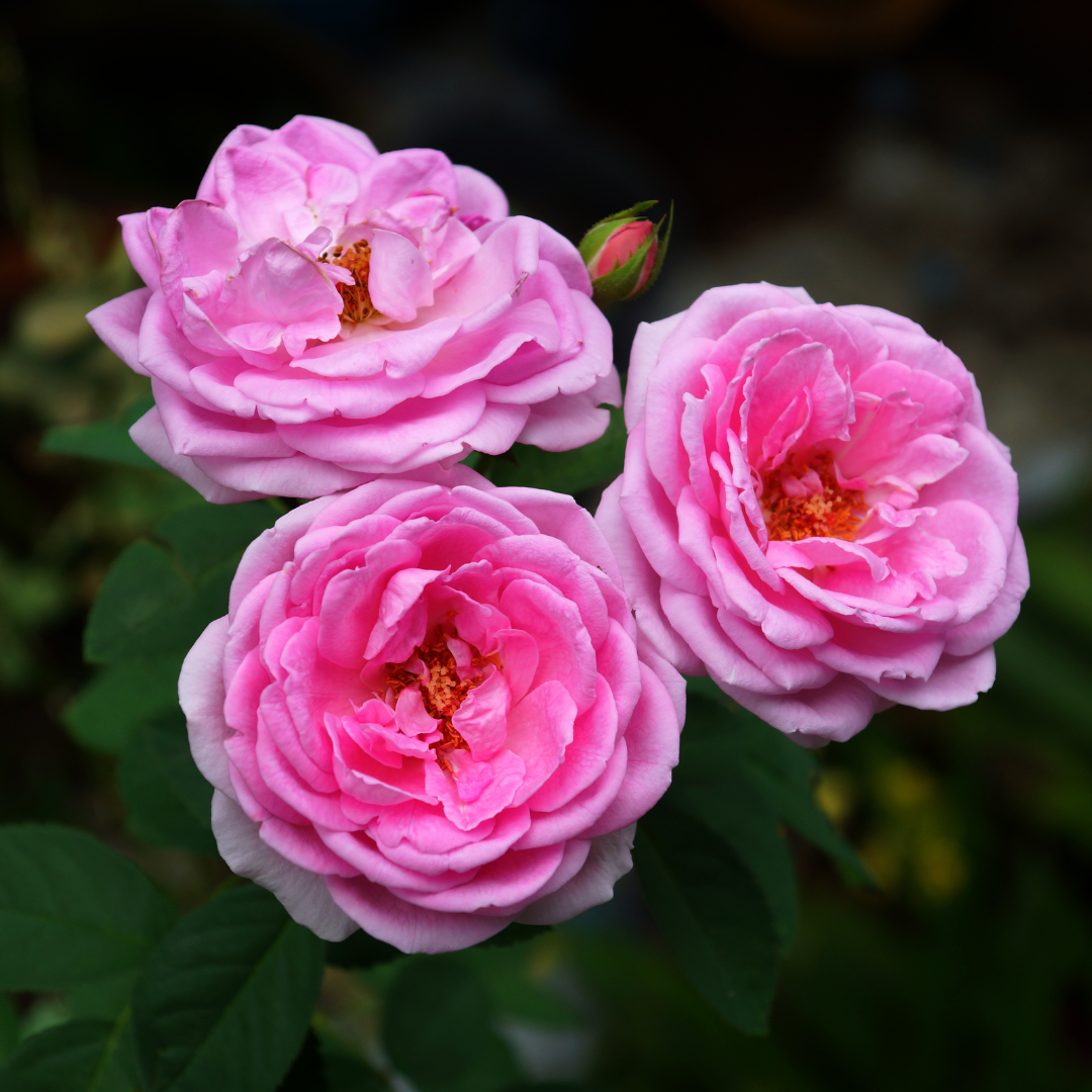 Rose Oil (Damascena)