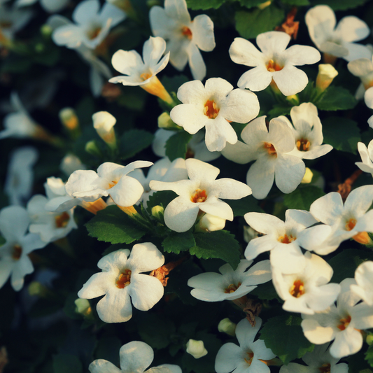 Brahmi Oil - Certified Organic