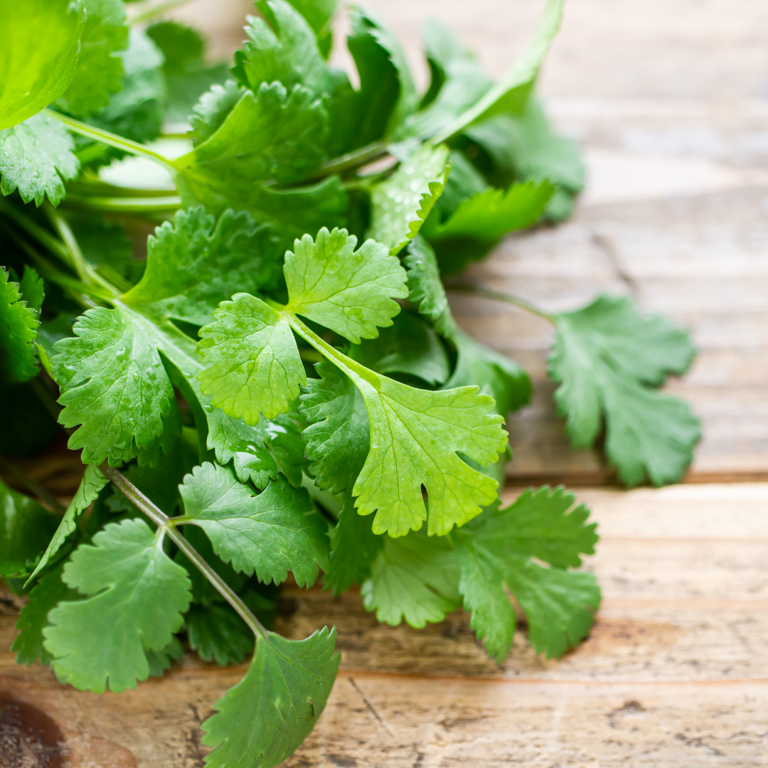 Coriander Oil