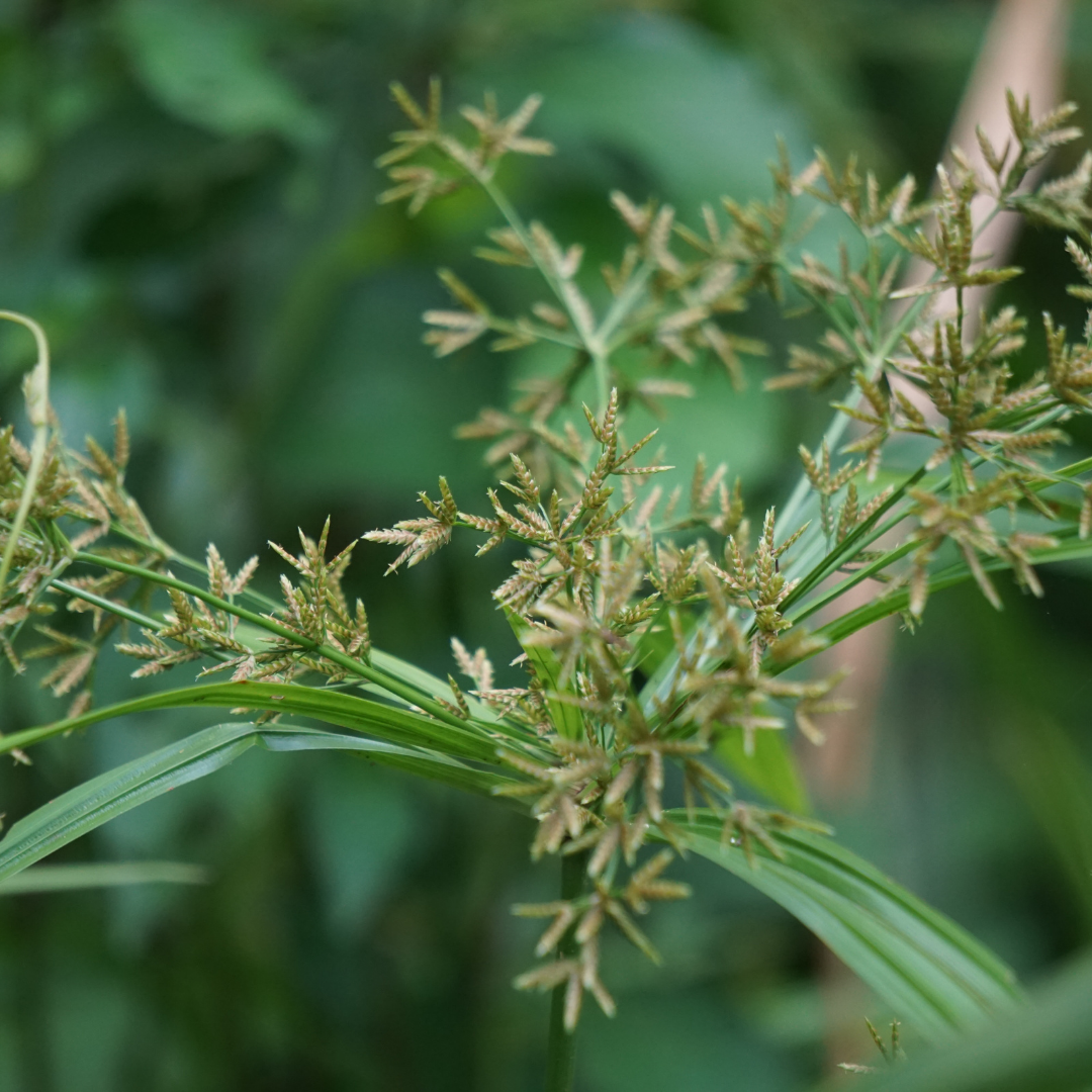 Cyperus Rotundus Oil - Certified Organic