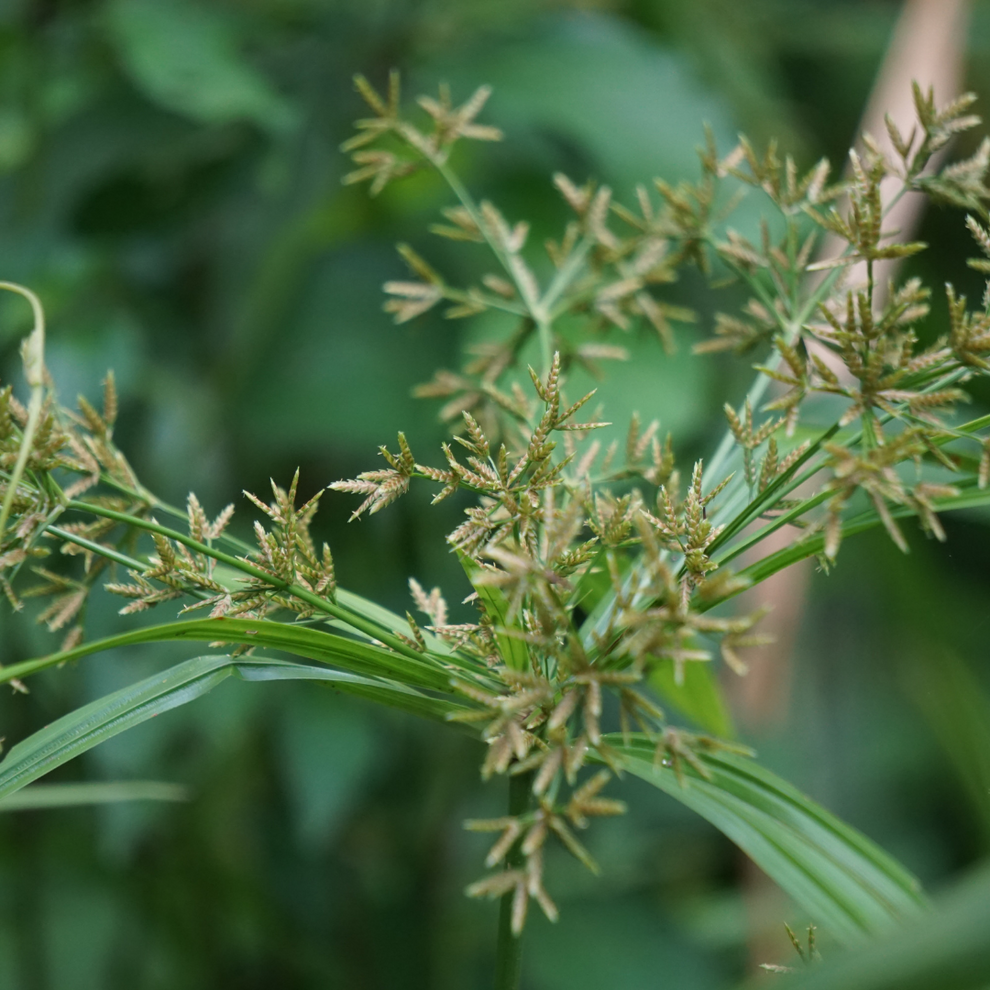 Cyperus rotundus promo oil