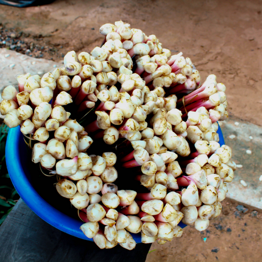 Galangal Oil - Certified Organic