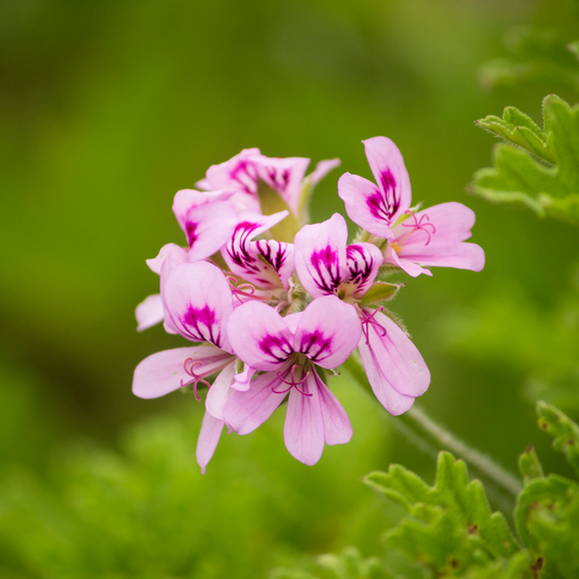 Geranium Hydrosol