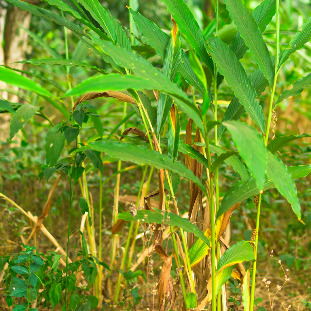 Ginger Grass Hydrosol