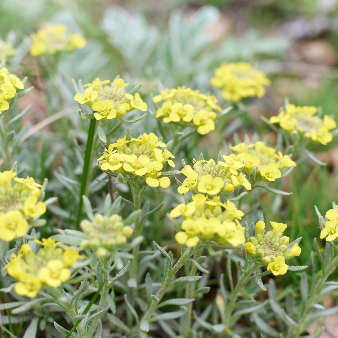 Helichrysum (Immortelle) Hydrosol