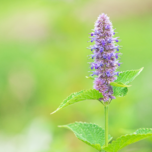 Hyssop Hydrosol