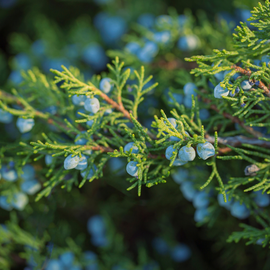 Juniper Leaf Hydrosol