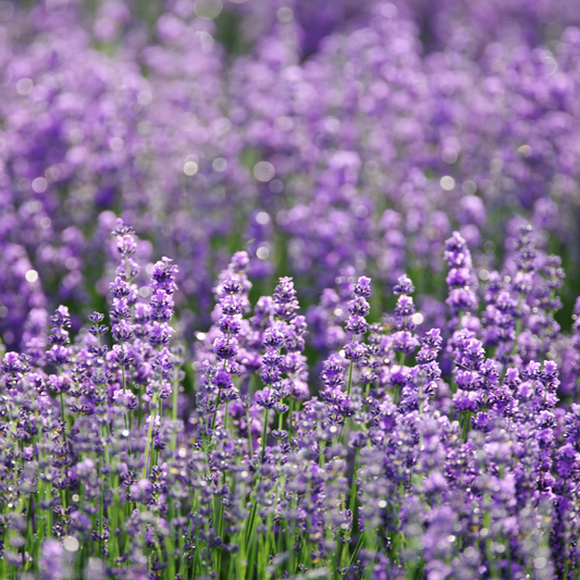 Lavender Flower