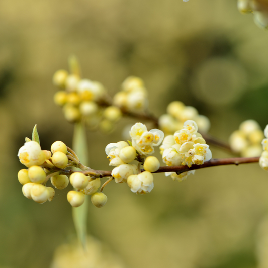 Litsea Cubeba