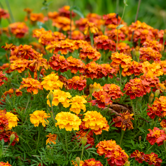 Marigold/Tagetes Oil