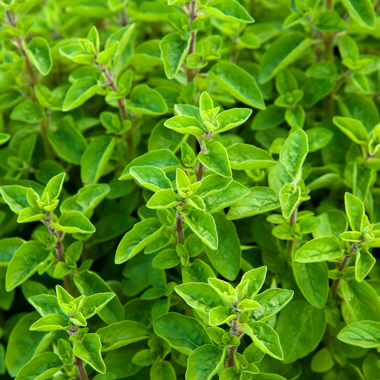 Marjoram Hydrosol