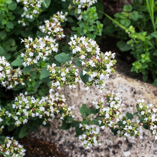 Marjoram Sweet Oil (Origanum Marjorana)