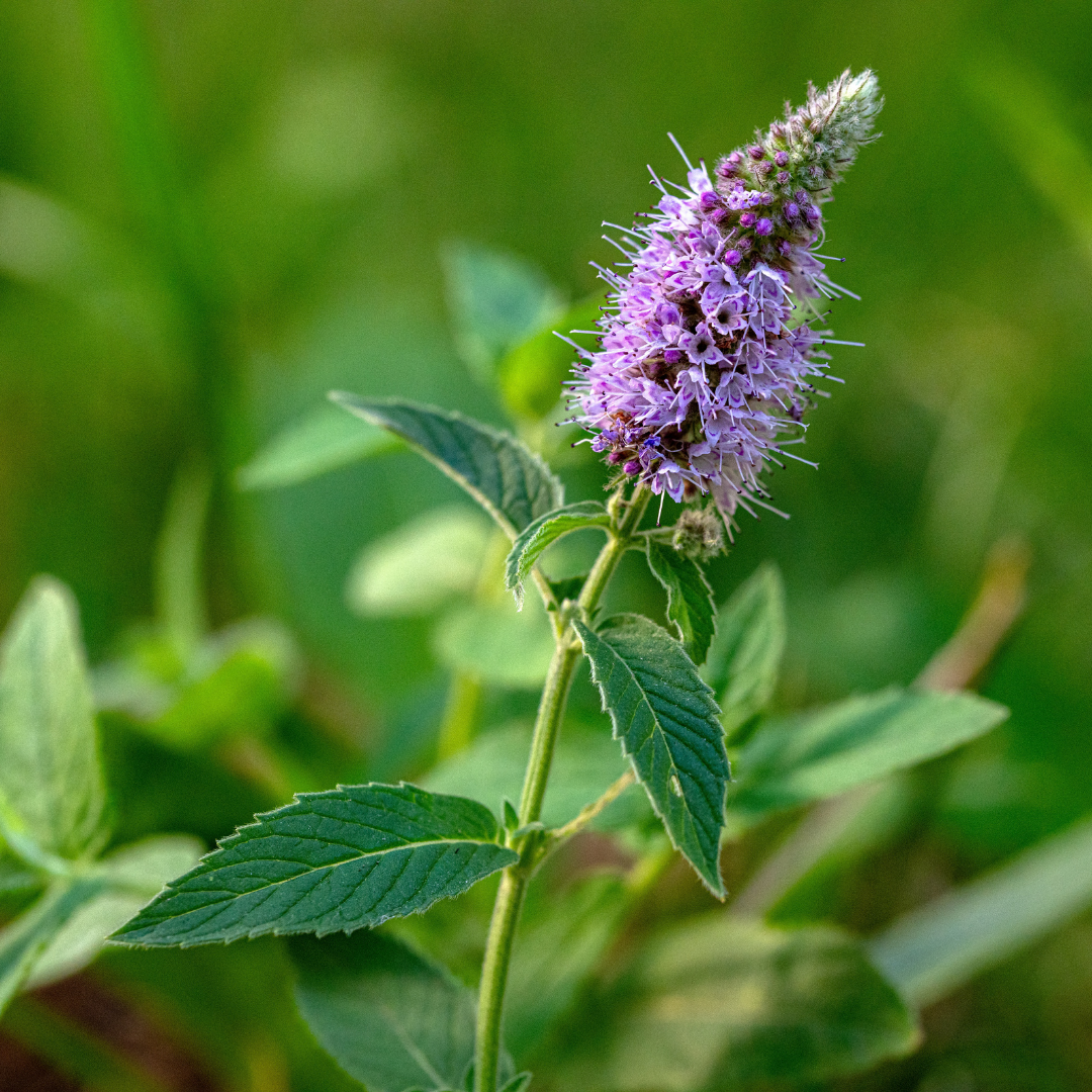 Mentha Arvensis Oil – My Store