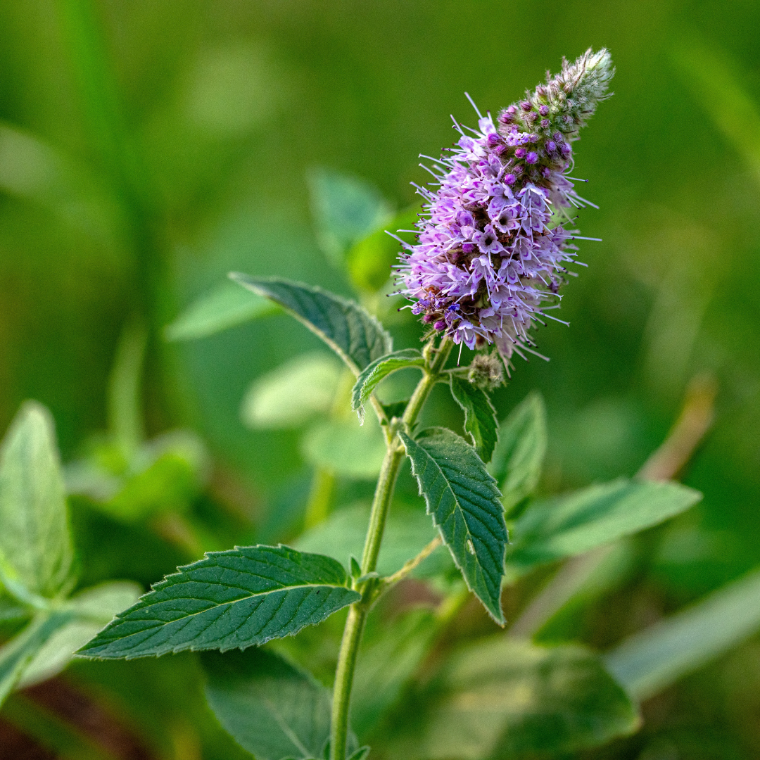 Mentha Arvensis Oil