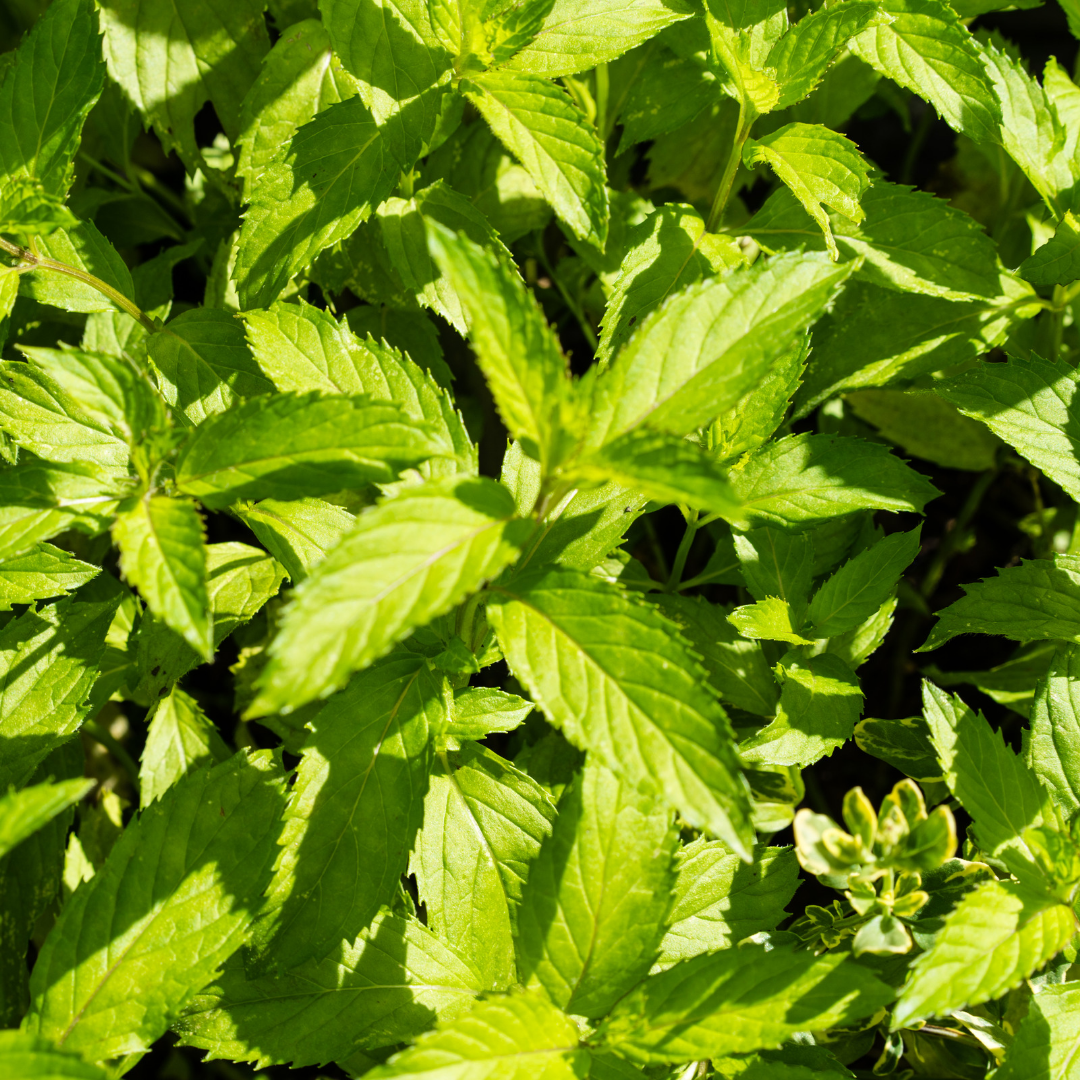 Mentha Citrata Oil
