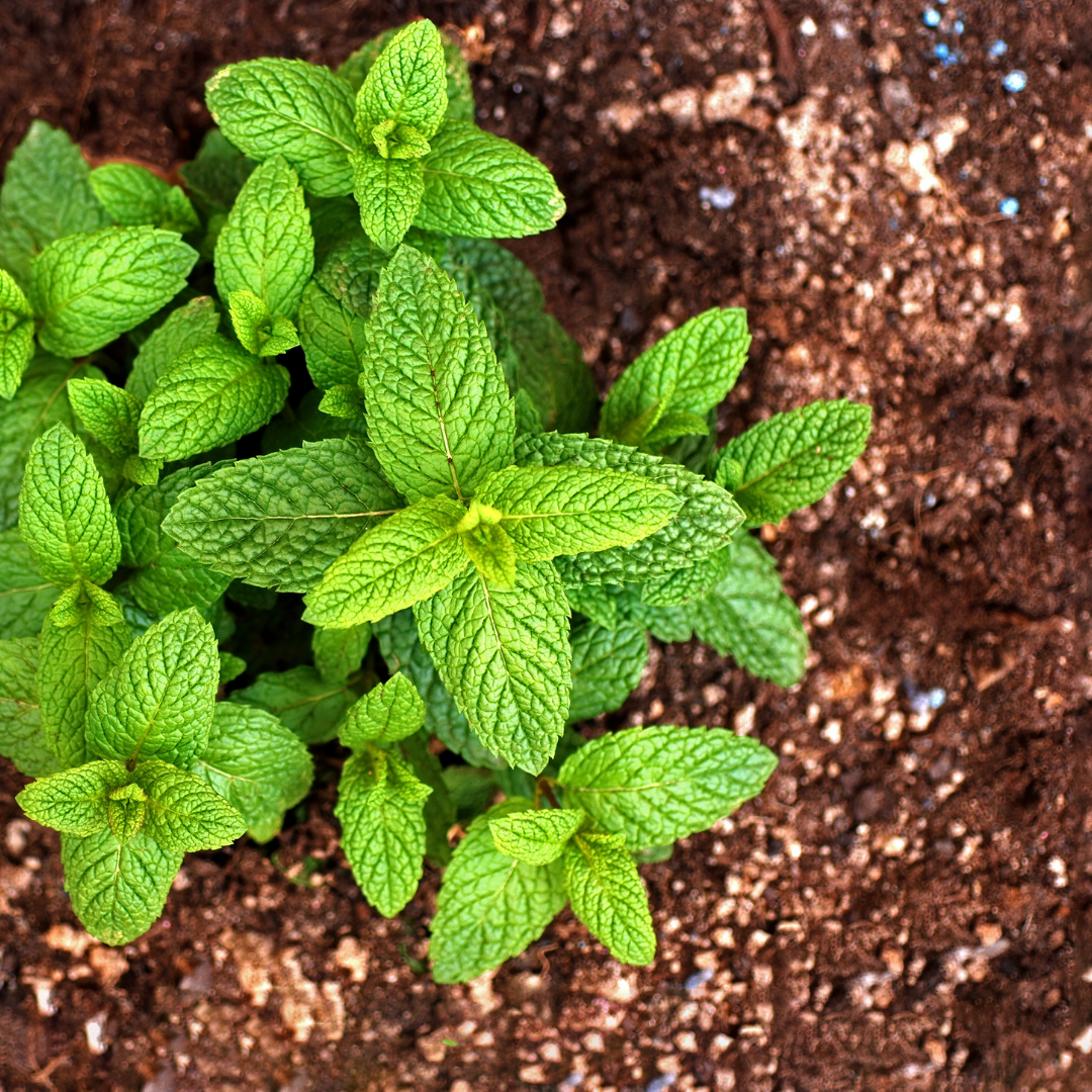 Mentha Spicata Oil