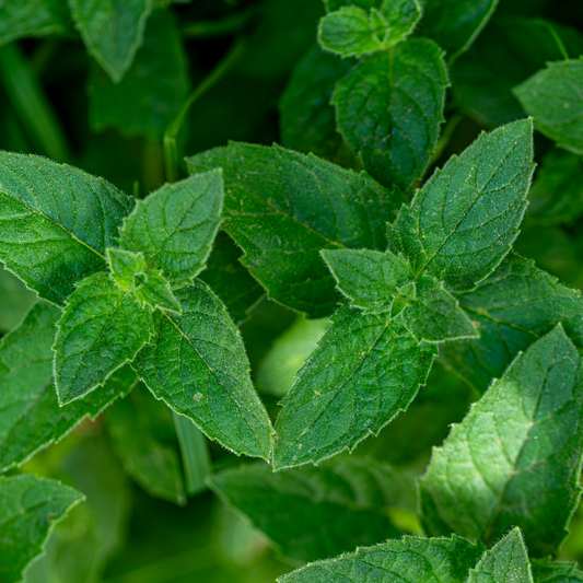 Mentha/Mint Arvensis Oil (M.Arvensis) - Certified Organic