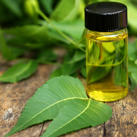 Neem Oil / Azadirachta Indica