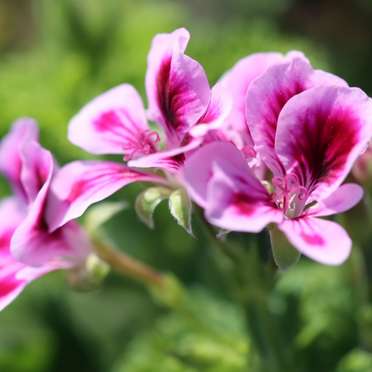 Rose Geranium Hydrosol