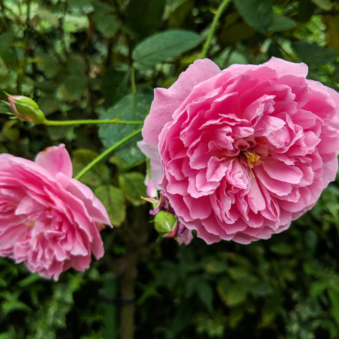 Rose Oil (Centifolia)