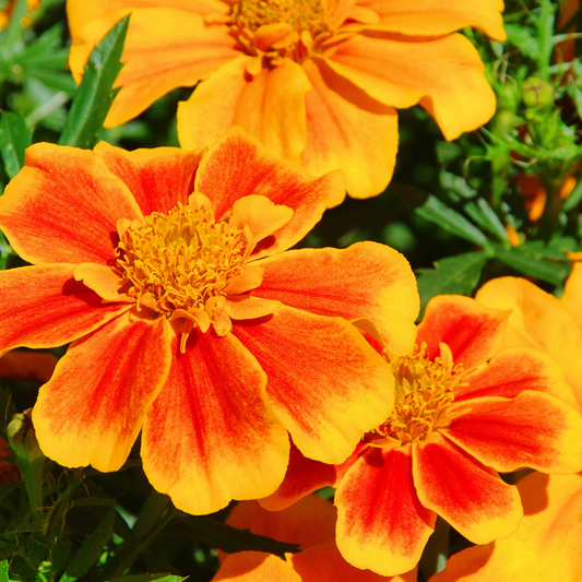 Tagetes Hydrosol