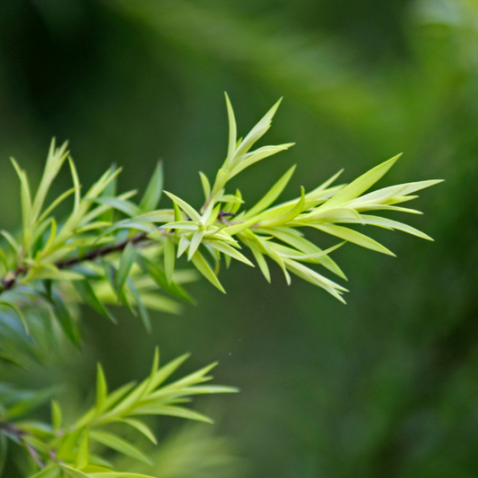 Tea Tree Hydrosol