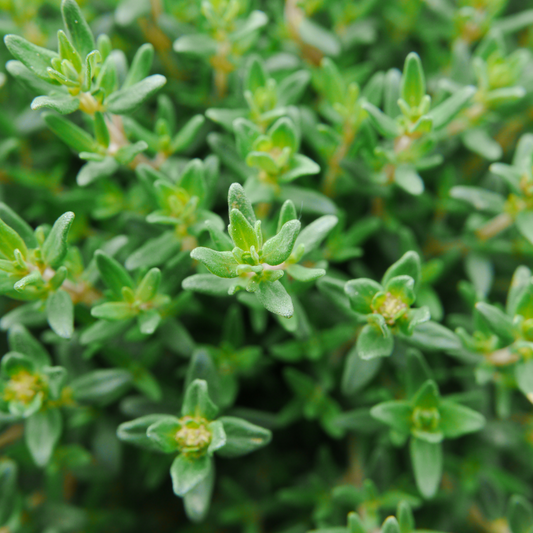 Thyme Hydrosol