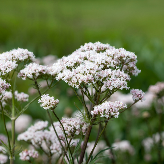 Valerian Root Hydrosol