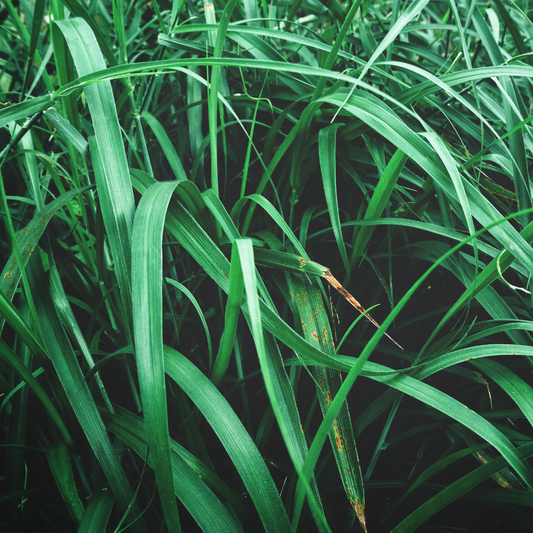 Vetiver Water