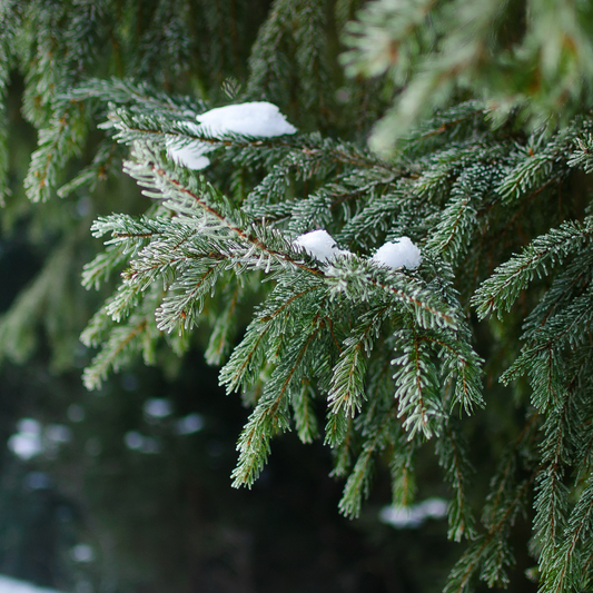 Winter Green Oil