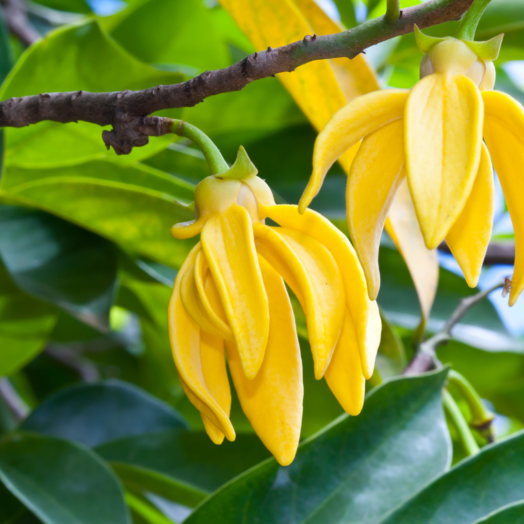 Ylang Ylang Hydrosol